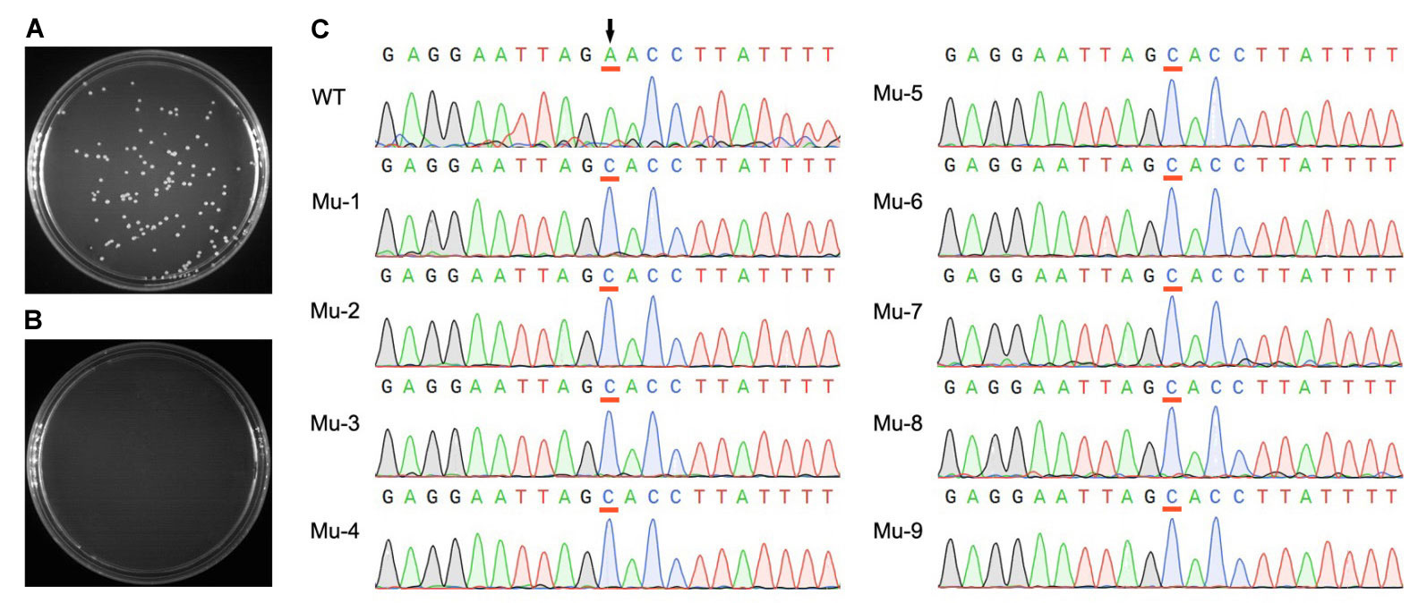 QuickMutation™ Plus基因定点突变试剂盒