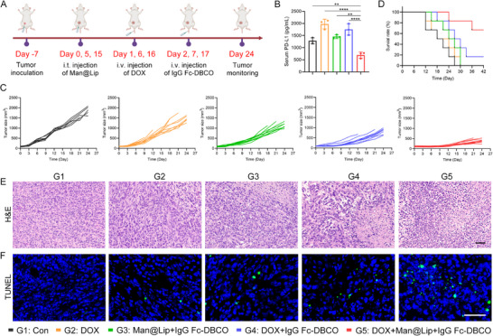 工程化外泌体 工程化外泌体