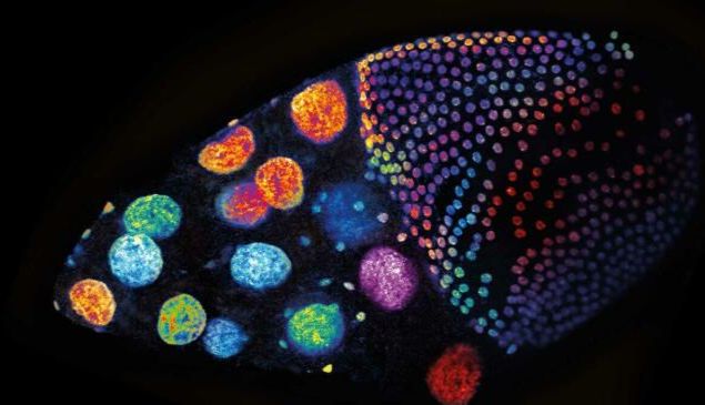 Abberior适用荧光染剂和蛋白标签的共聚焦和超分辨影像产品综合介绍