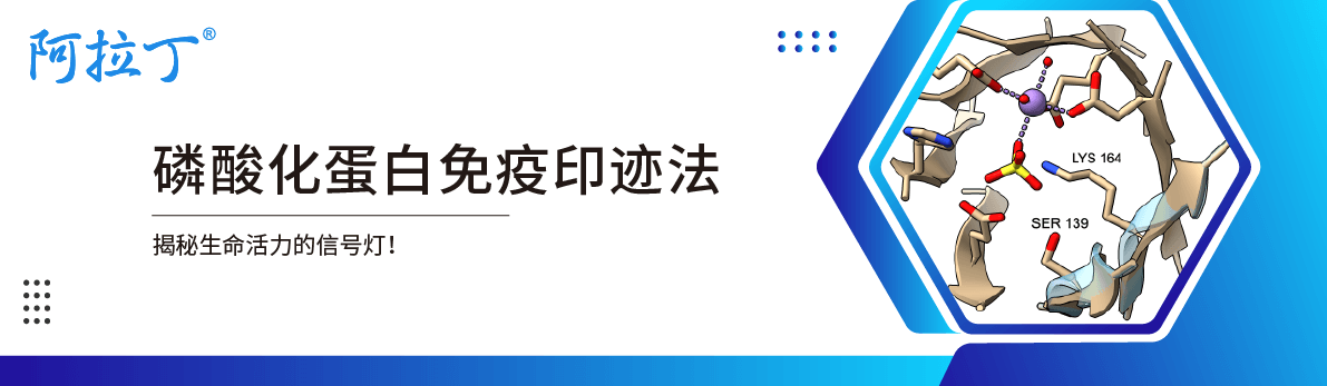 【阿拉丁】磷酸化蛋白的免疫印迹法