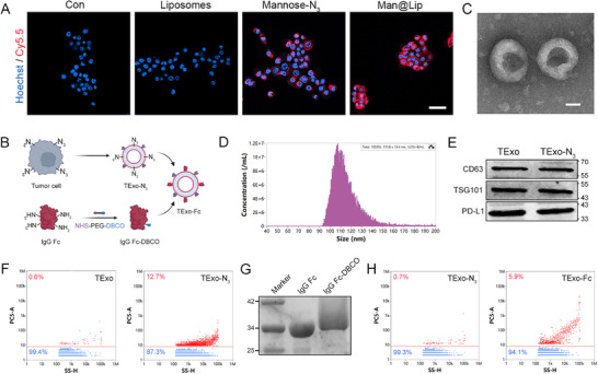 外泌体鉴定 外泌体鉴定