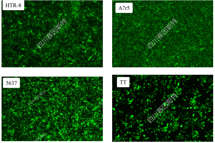 慢病毒转染：细胞工程师的"基因快递"，高效稳定送上门