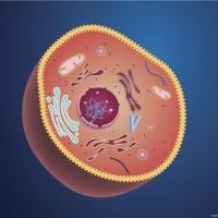 基于抗血管生成与化疗联合策略的贝伐单抗（Bevacizumab）功能化脂质体用于肝癌治疗