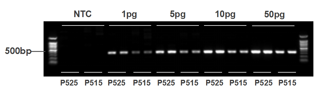 模板兼容性强的新一代高保真DNA聚合酶 Phanta Max
