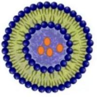 跨血脑屏障的T12肽修饰长春新碱脂质体:神经母细胞瘤精准治疗新策略