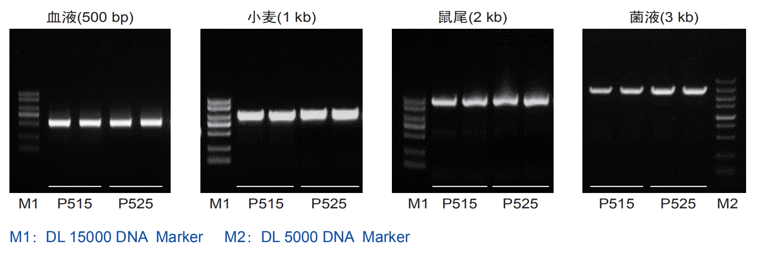 模板兼容性强的新一代高保真DNA聚合酶 Phanta Max