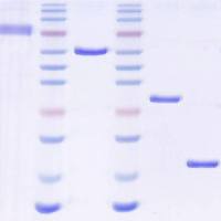 Recombinant Bac s 1 protein