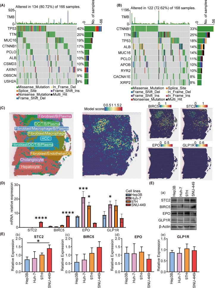 IF5.9,基于分子亚型的免疫相关特征,用于预测肝细胞癌的预后和免疫治疗效果