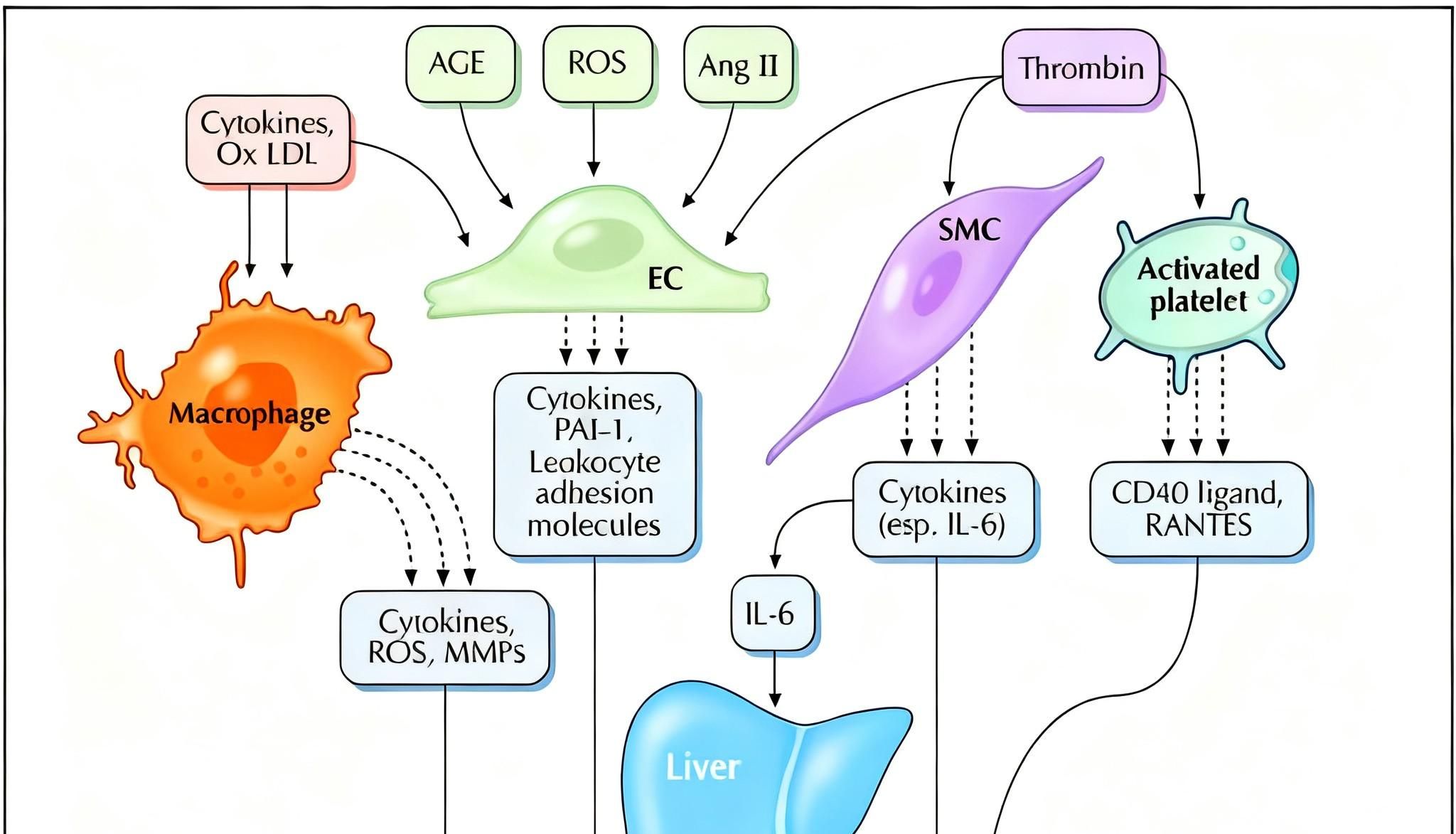 动脉粥样硬化的炎症信号通路和关键指标有哪些？
