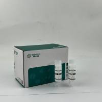 SEMA3D基因过表达细胞株