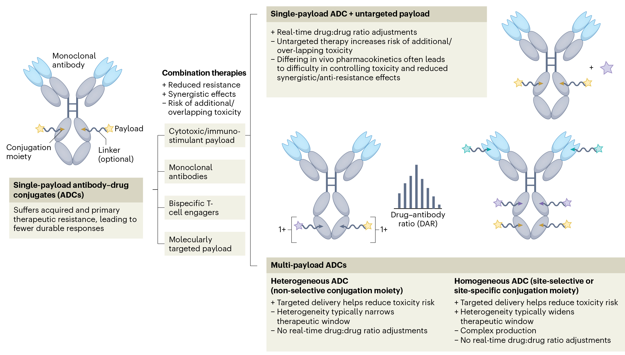 ADC“双打时代”来临！双载荷ADC能否实现1+1＞2的杀伤力？