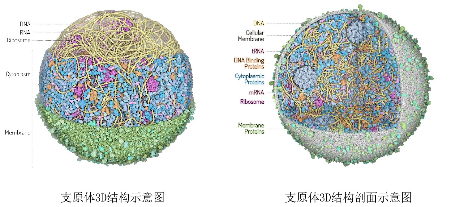 支原体“无处遁形”，荧光探针法qPCR检测试剂盒全新就位