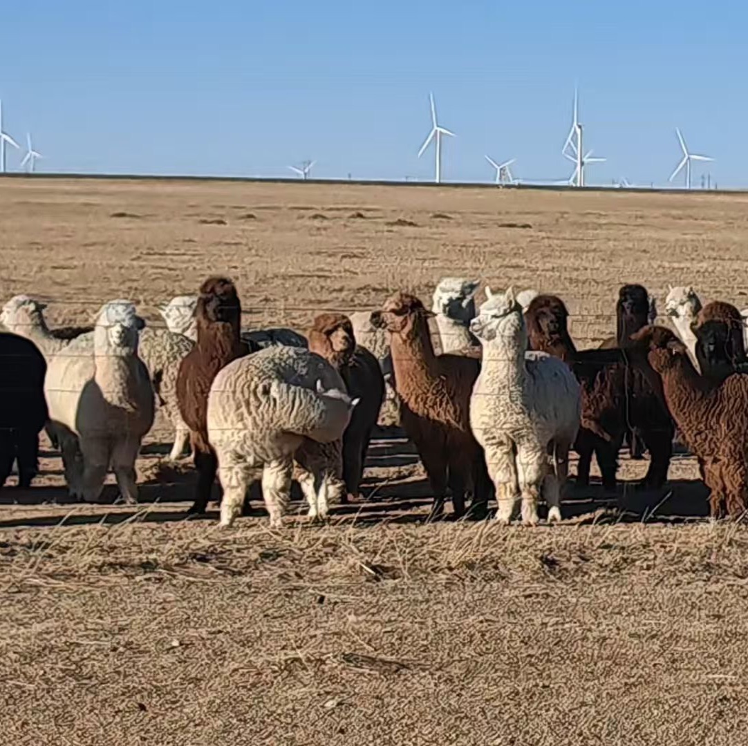 羊驼骆驼免疫服务