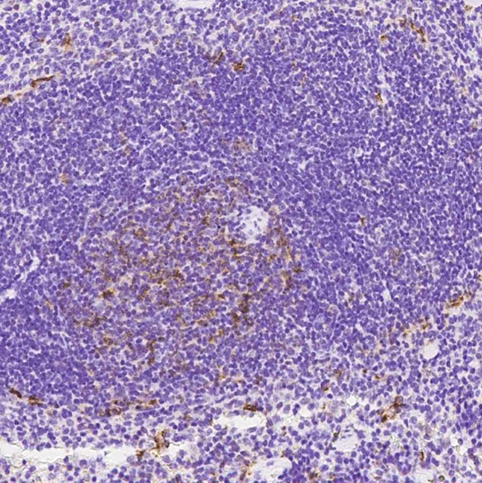 Sino Biological CD8 alpha 兔多抗 ELISA/IHC-P/ICC/IF anti-mouse cd8a