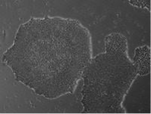 干细胞培养实用干货：关键技巧与注意事项-赛默飞