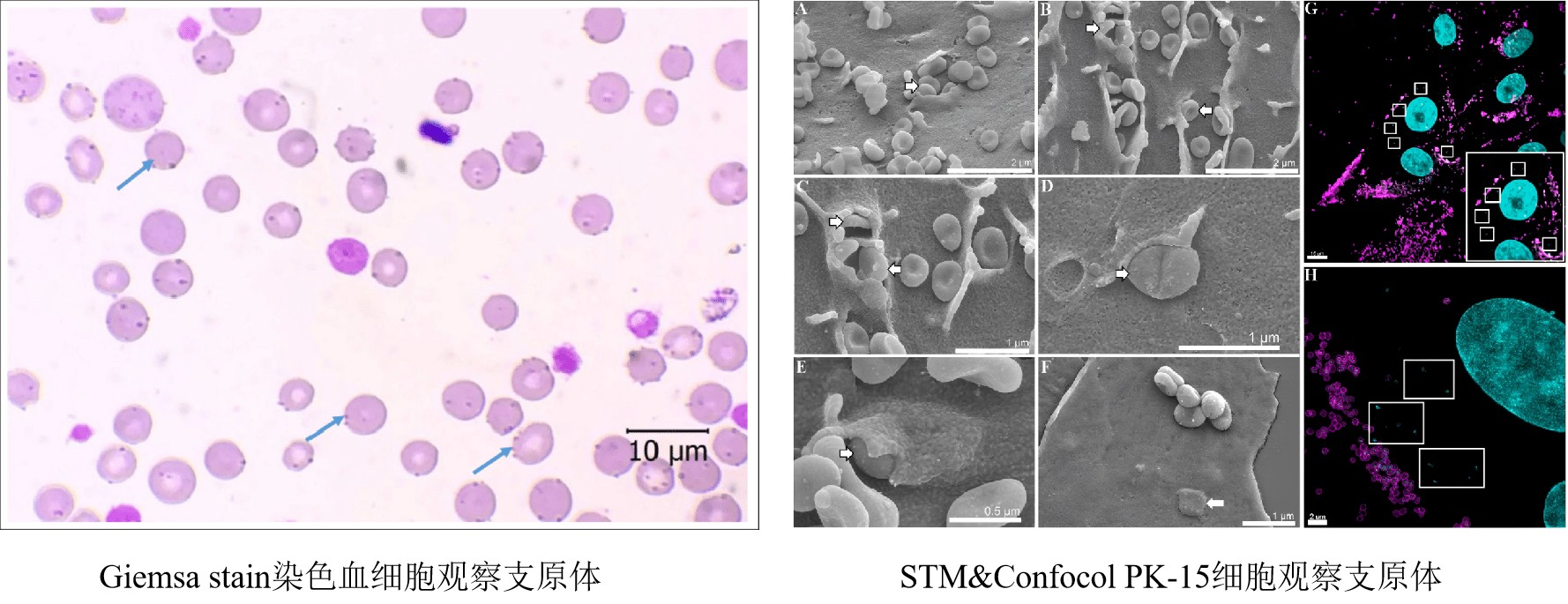 支原体“无处遁形”，荧光探针法qPCR检测试剂盒全新就位