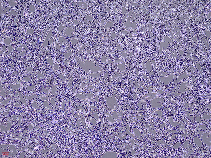 一手数据：人诱导间充质干细胞（hiMSC）流式检测数据