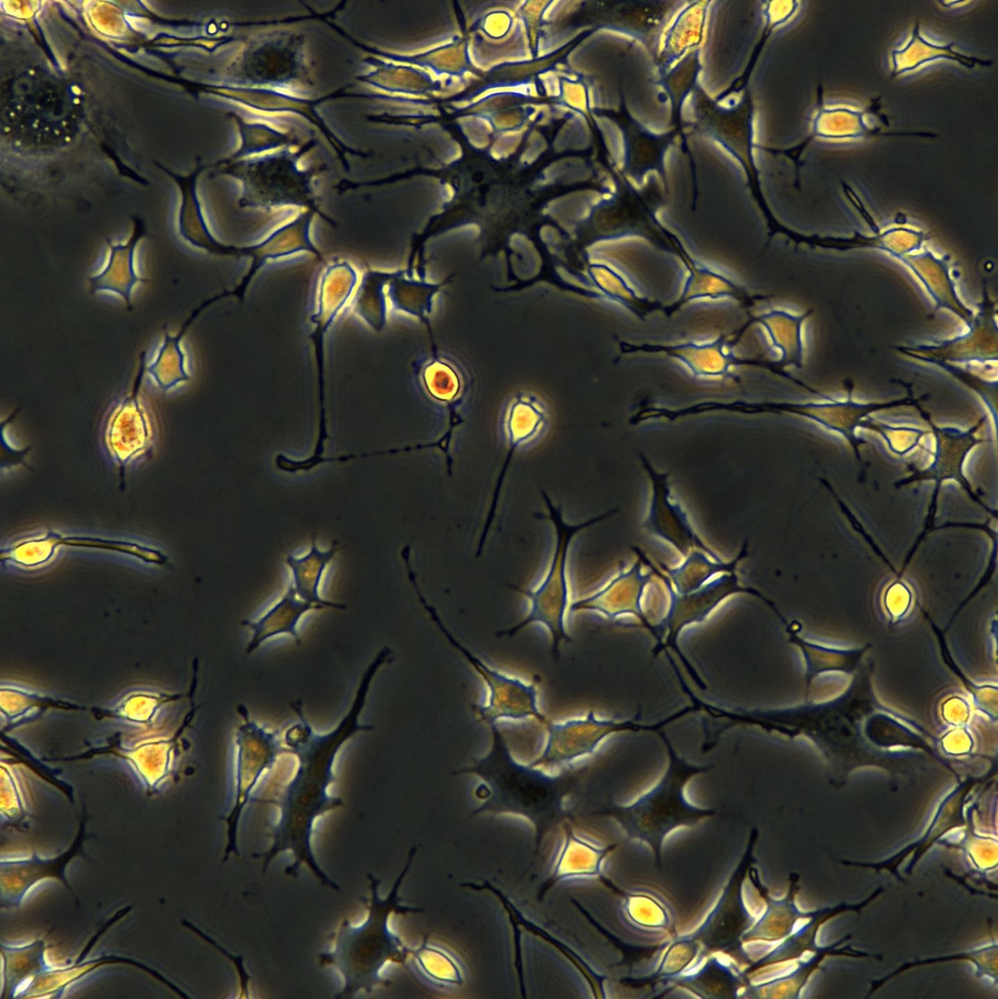 浙江(杭州)美森 小鼠骨样细胞 MLO-Y4