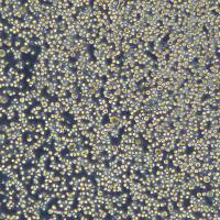 浙江（杭州）美森 白血病细胞 JJN3