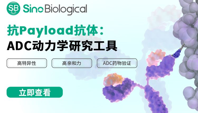 ADC“双打时代”来临！双载荷ADC能否实现1+1＞2的杀伤力？