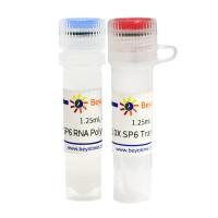 SP6 RNA PolymeraseR7006