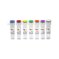 One-step mRNA Capping Kit