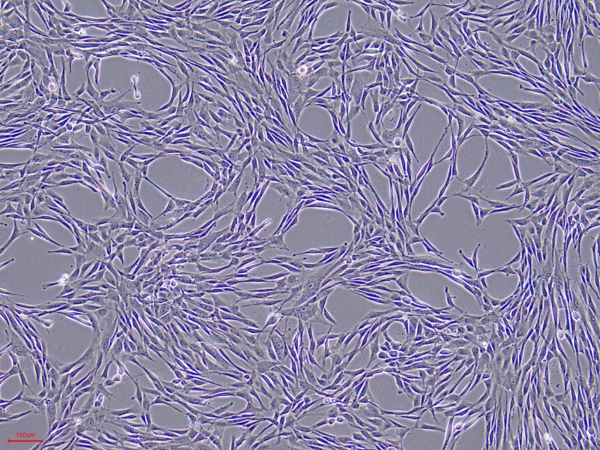 1757558748581047.jpg H9-iMSC-P7-10.jpg