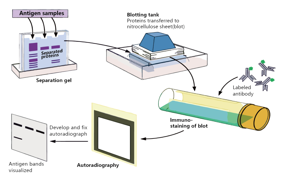 Western Blot有这本指南就够了！