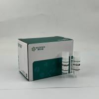 DCAF4L2基因过表达细胞株