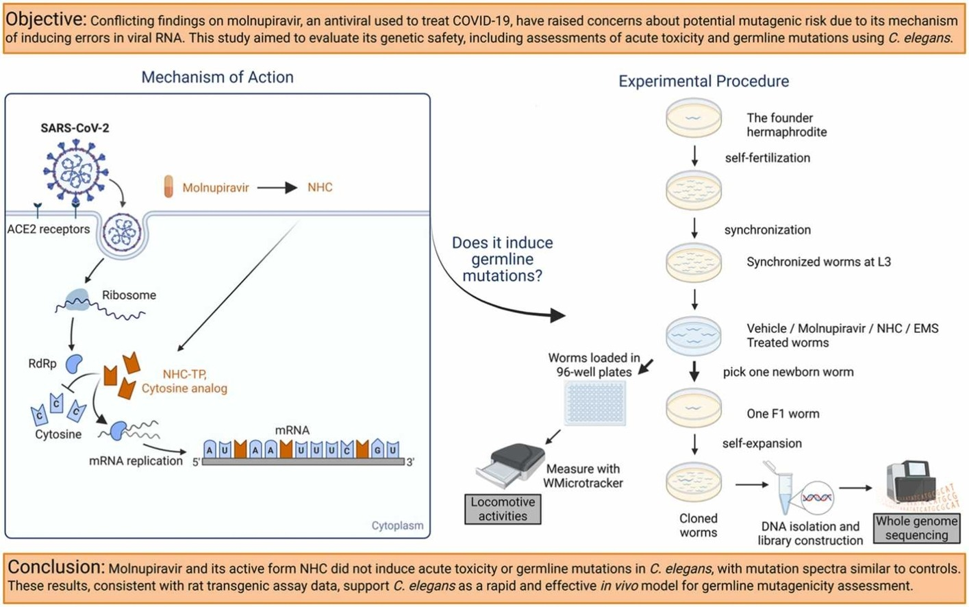 WMicrotracker小动物活动力分析系统文章分享,美国FDA药物评估及研究中心及美国国家毒理研究院发表在Toxicology Letters 上 “Germline mutagenicity of molnupiravir and its active form, β-d-N4-hydroxycytidine, in Caenorhabditis elegans evaluated usin