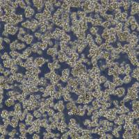 浙江(杭州)美森 小鼠B淋巴母细胞瘤细胞 MOPC315