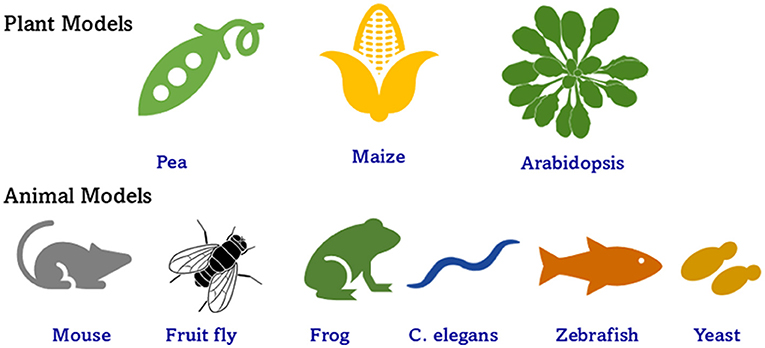 常用模式生物介绍