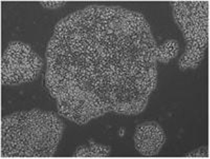 男子的脸部特写黑白照

AI 生成的内容可能不正确。