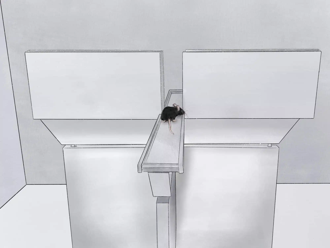 行为学高架十字迷宫实验方法