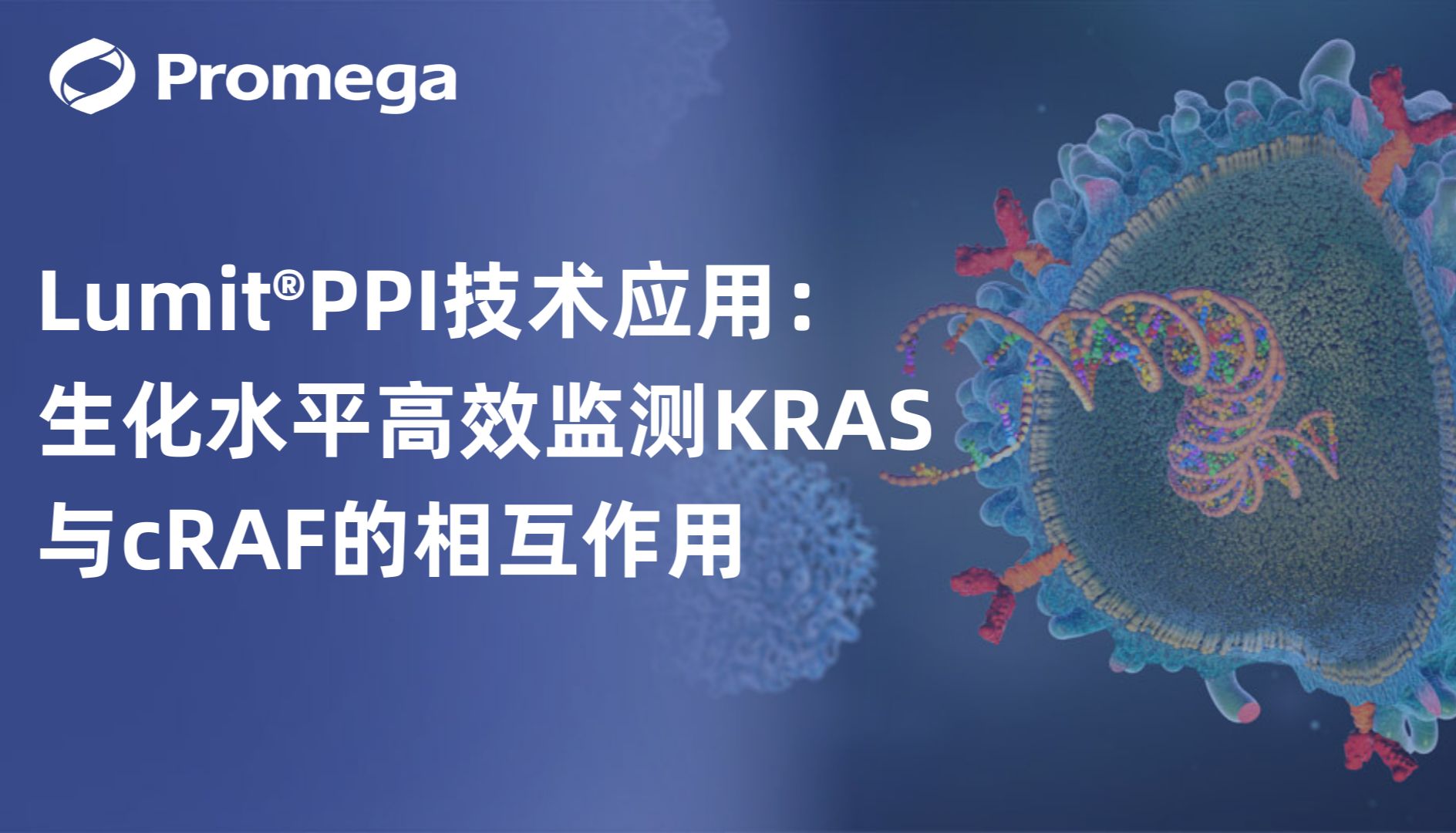 Lumit®PPI技术应用：生化水平高效监测KRAS与cRAF的相互作用