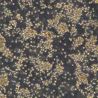 浙江（杭州）美森 人成淋巴细胞 TK6