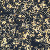 浙江（杭州）美森 小细胞肺癌细胞 DMS114