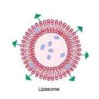 促进CAR-T细胞增殖与效应功能的双修饰脂质体递药系统