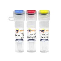 mRNA Cap 2'-O-Methyltransferase