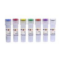 T7 Quick High Yield RNA Transcription Kit