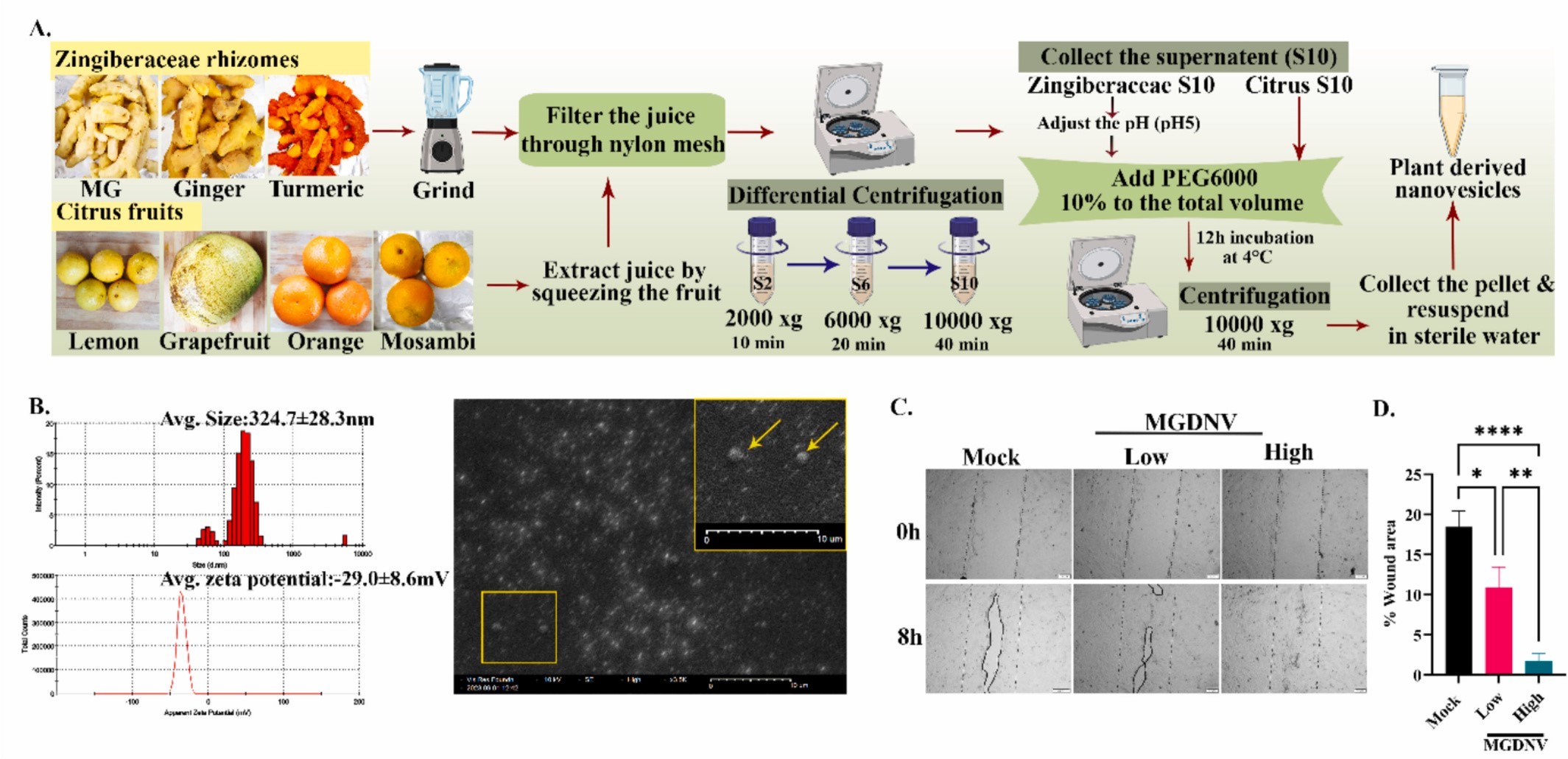 植物外泌体 植物外泌体