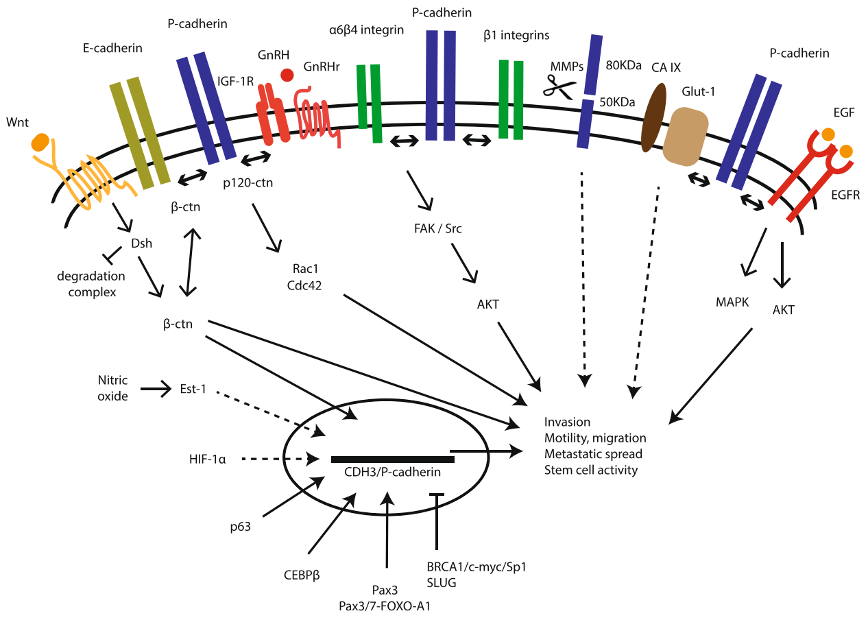 Anti-CDH3/P-cadherin Antibody(