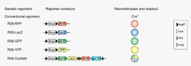 想搞懂谱系示踪课题设计，收藏这一篇就够了