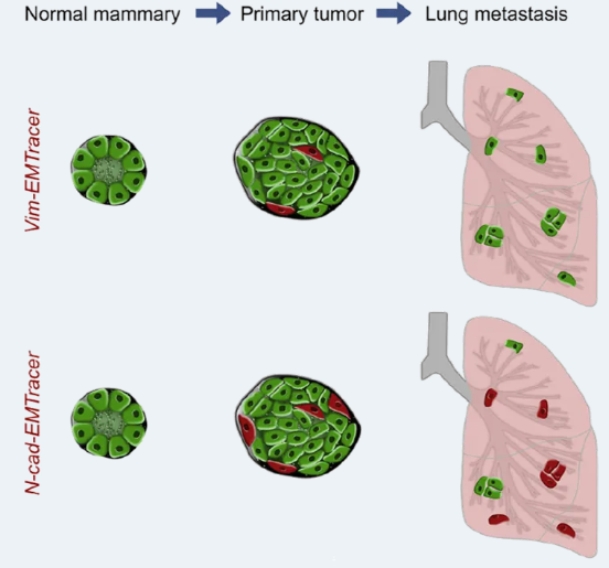 想搞懂谱系示踪课题设计，收藏这一篇就够了