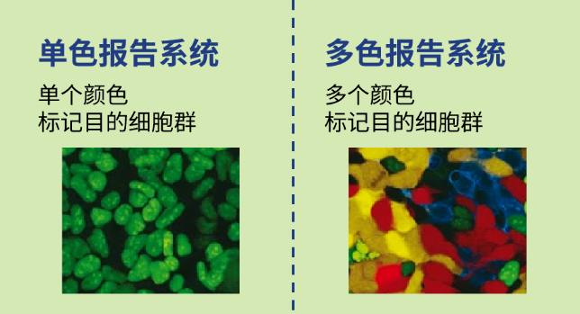 想搞懂谱系示踪课题设计，收藏这一篇就够了