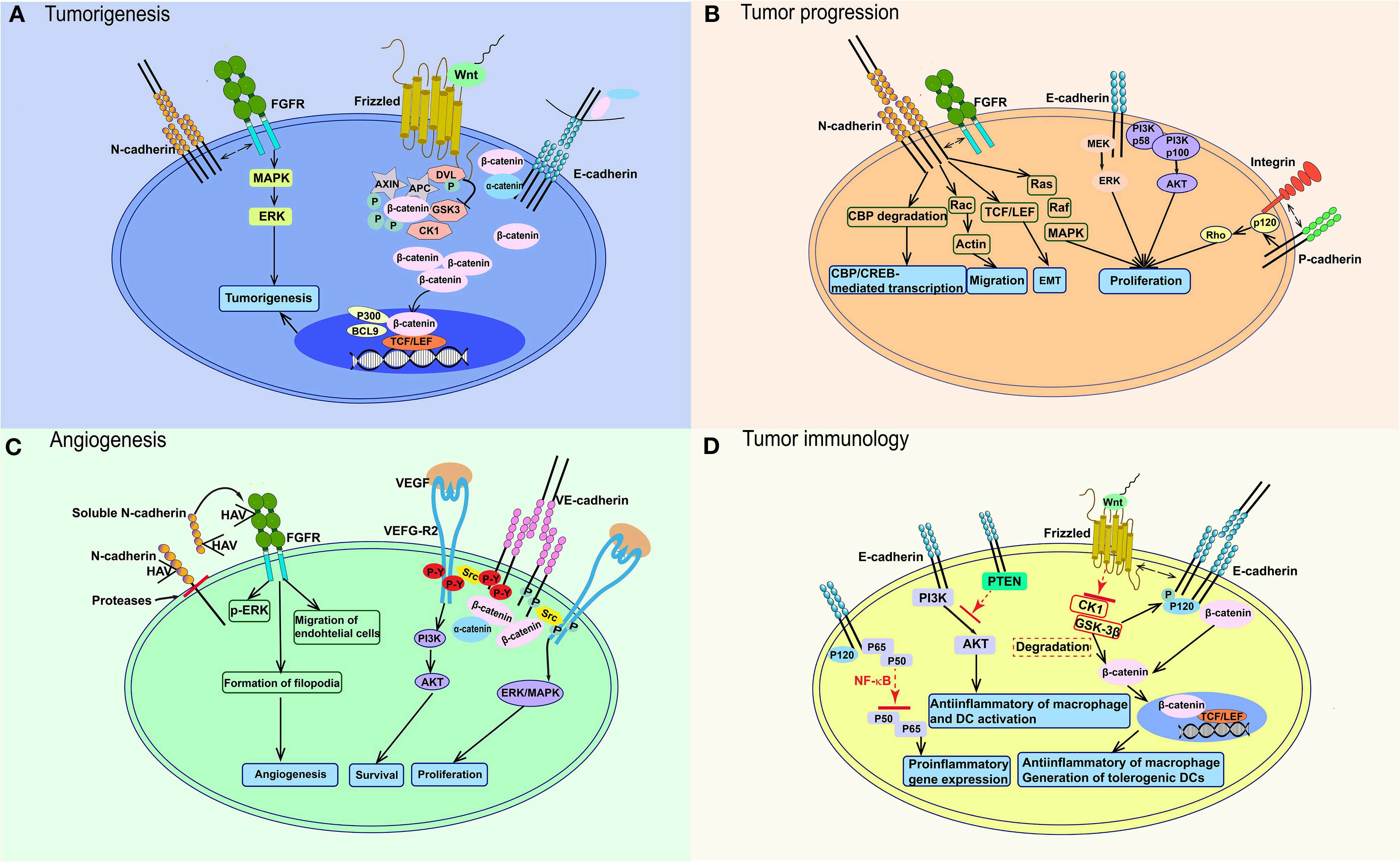Anti-CDH3/P-cadherin Antibody(