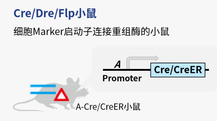 想搞懂谱系示踪课题设计，收藏这一篇就够了