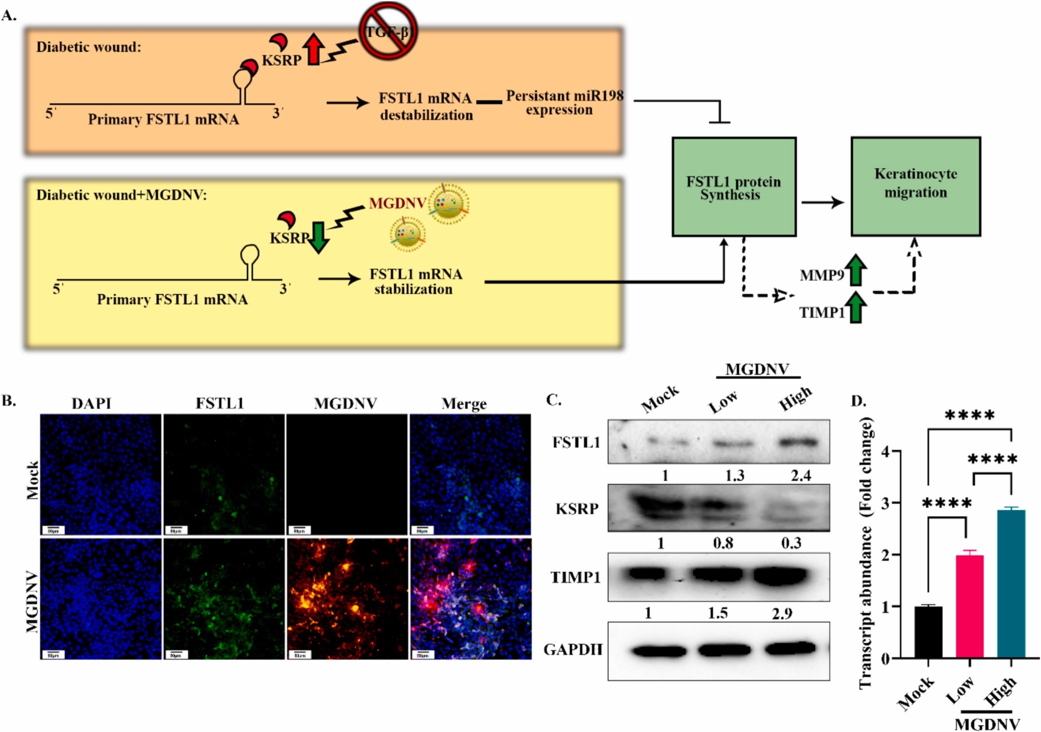 植物外泌体 植物外泌体
