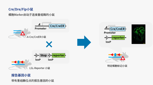 想搞懂谱系示踪课题设计，收藏这一篇就够了