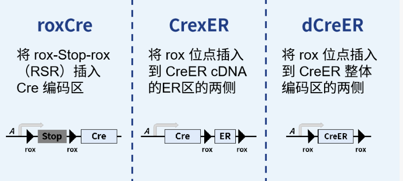 想搞懂谱系示踪课题设计，收藏这一篇就够了